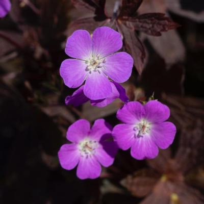 Geranium maculatum 'Stormy Night'